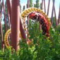 Pass Annuels 2017 de parcs d'attractions : les bons plans