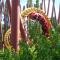 Pass Annuels 2017 de parcs d'attractions : les bons plans